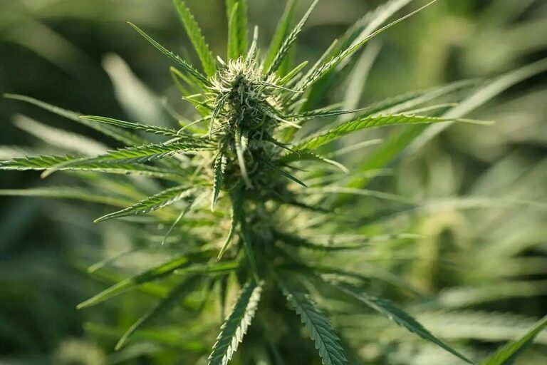cbd seo strategy