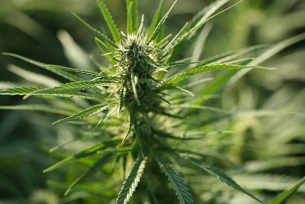 Where CBD Brands Lose Customers Online