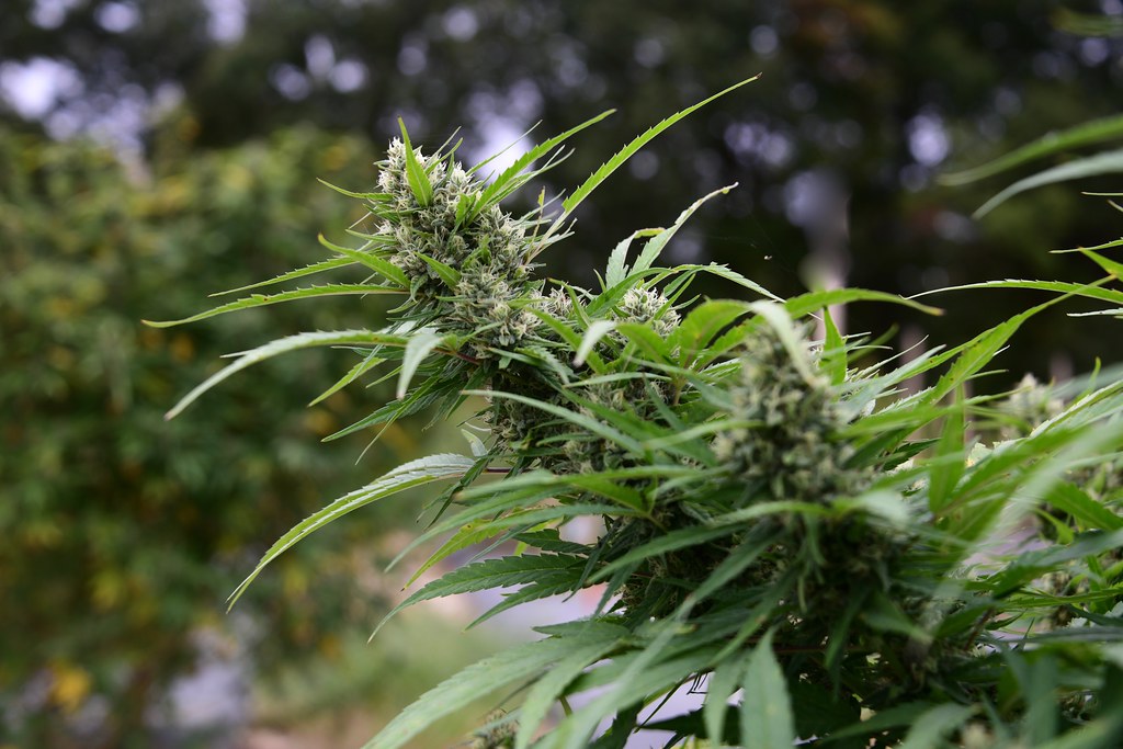Flowering hemp plant
